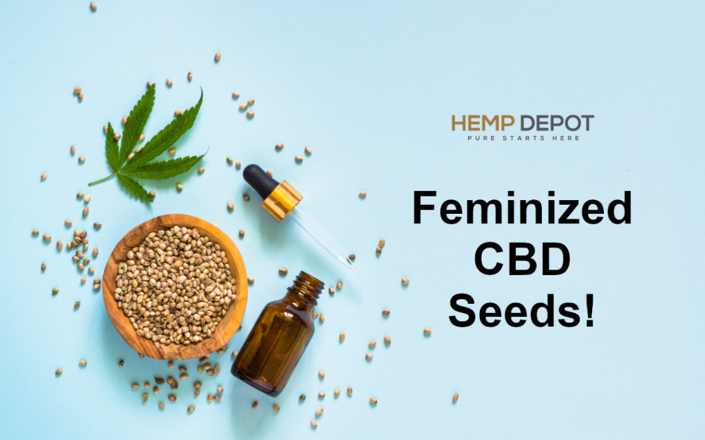 Feminized CBD Seeds