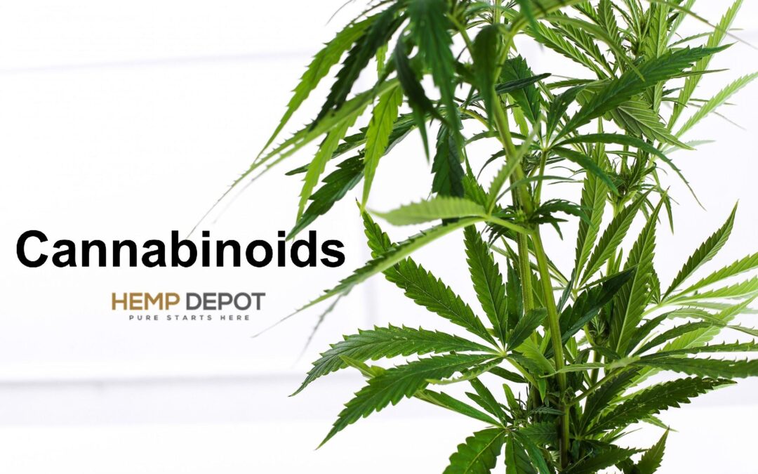 Cannabinoids And Its Type: A Complete Guide