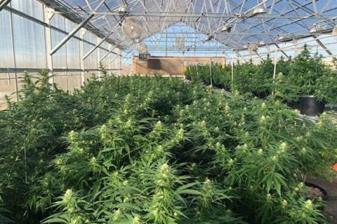 About - Hemp Depot Wholesale